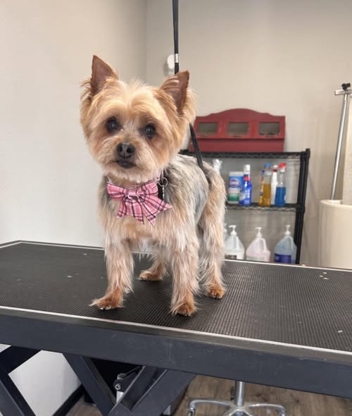 Dog after grooming at Doggy Style Spa