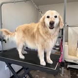 Dog grooming result shared by Doggy Style Spa