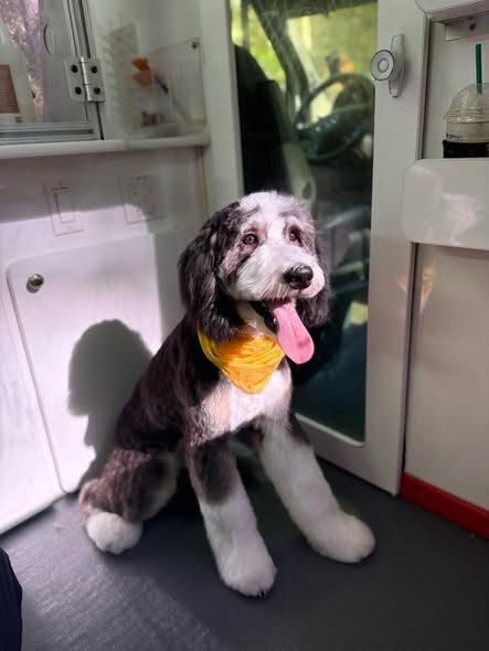 Doggy Stylez Grooming Club