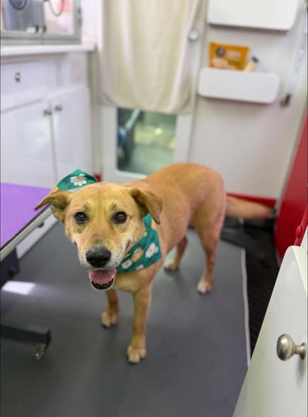 Another groomed dog from Doggy Stylez Grooming Club