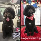 Recent grooming photo from Doggy Stylez Mobile Grooming