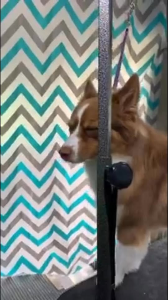 Doggy Stylez Mobile Grooming recent post image