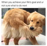 Dog grooming photo from Dog's Day Mobile Grooming