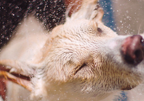 Dog portrait used on Dogs in the Driveway services section