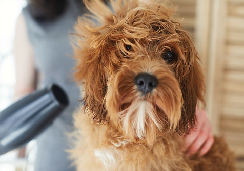 Dog drying during grooming service