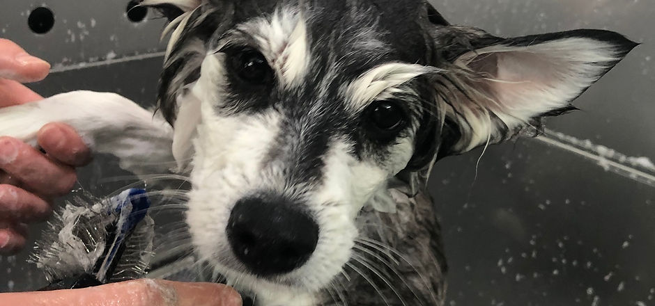 Dogs N Divas Mobile Grooming featured dog image