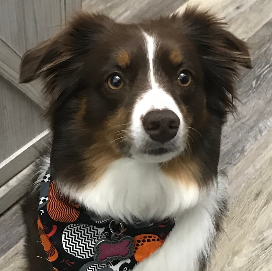 Freshly groomed dog from Dogs N Divas Mobile Grooming