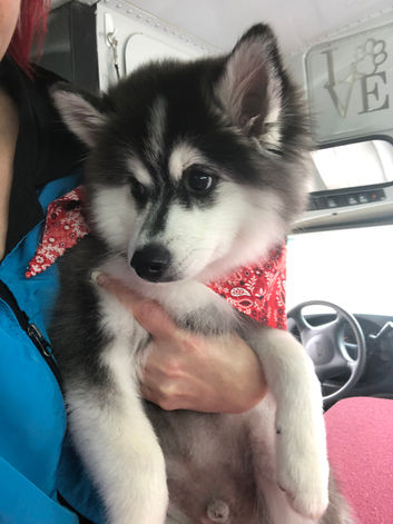 Gallery pet image from Dogs N Divas Mobile Grooming