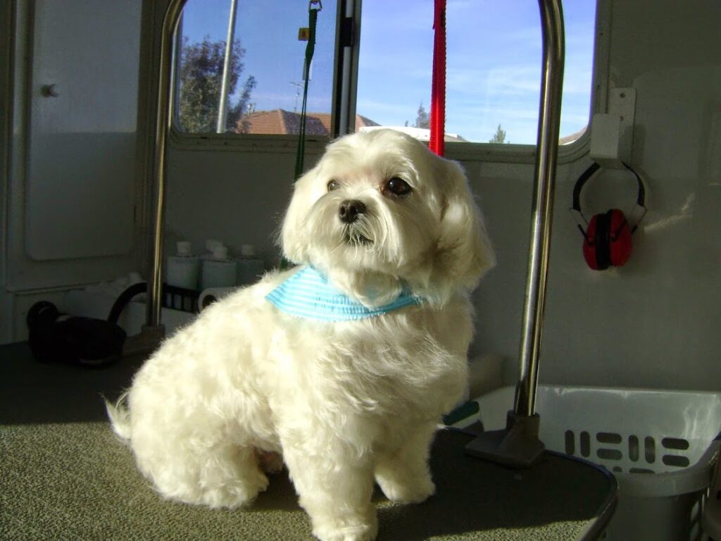 Freshly groomed dog after DogWorks service