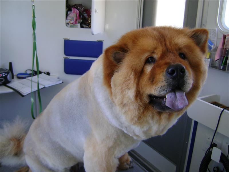 Groomed dog from the DogWorks gallery