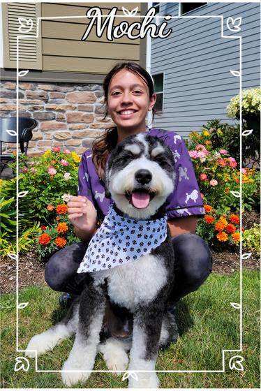 Door-to-Door Dog Grooming mobile service image