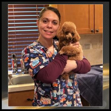 Dog grooming photo from Door-to-Door Dog Grooming