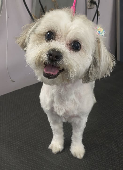 Freshly groomed small dog from Dreamy Pet Grooming