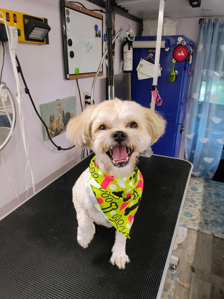 Dreamy Pet Grooming profile image