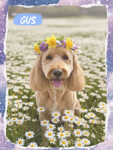 Spring grooming results shared by East Side Barking Lot