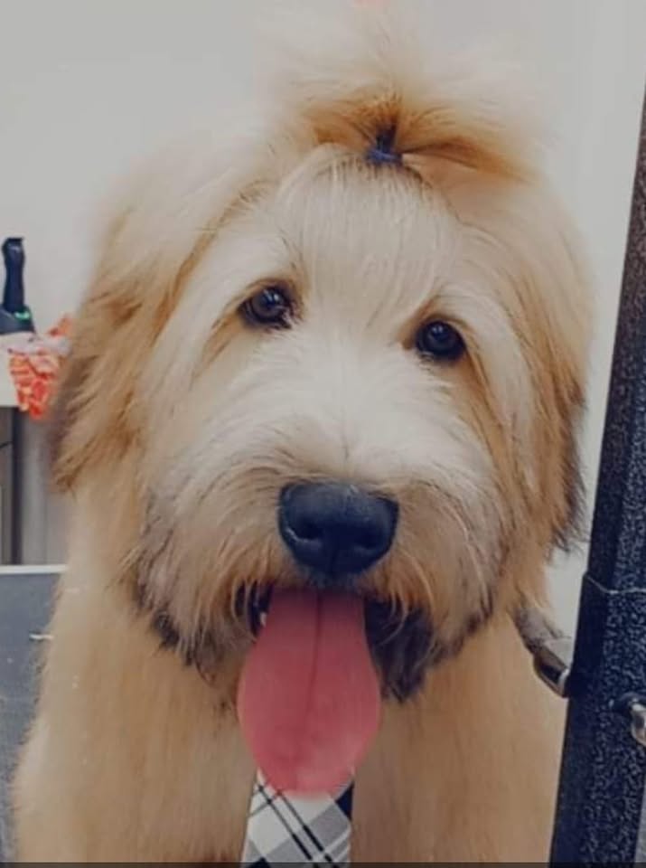 Elite Doggy Spa Mobile Pet Grooming gallery image 1