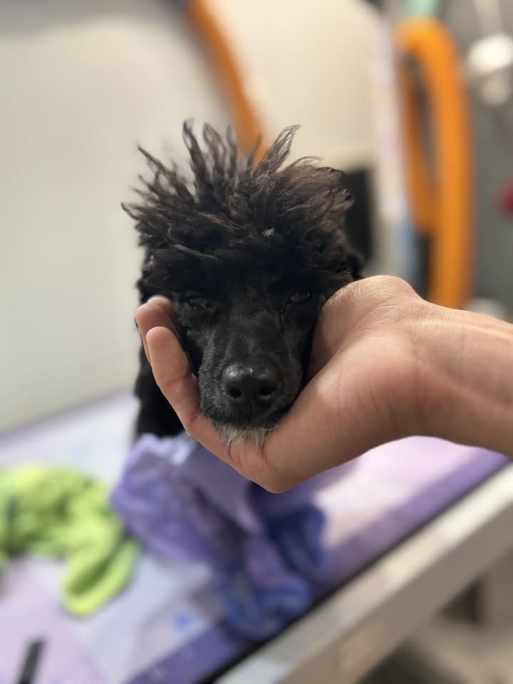 Elite Mobile Grooming