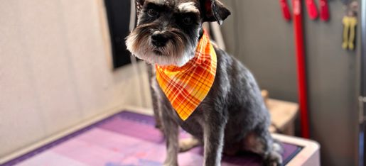 Elite Mobile Grooming website hero image