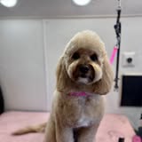 Elite Mobile Grooming pet photo from official Facebook gallery