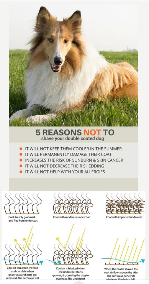 Elite Mobile Pet Salon groomed dog image from Facebook