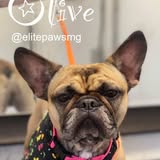 Dog grooming result photo from Elite Paws Mobile Grooming Salon