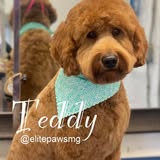 Pet grooming photo from Elite Paws Mobile Grooming Salon