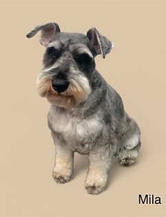 Groomed dog photo from EmBark Mobile Dog Grooming