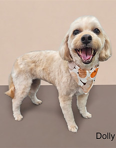 Groomed dog after service