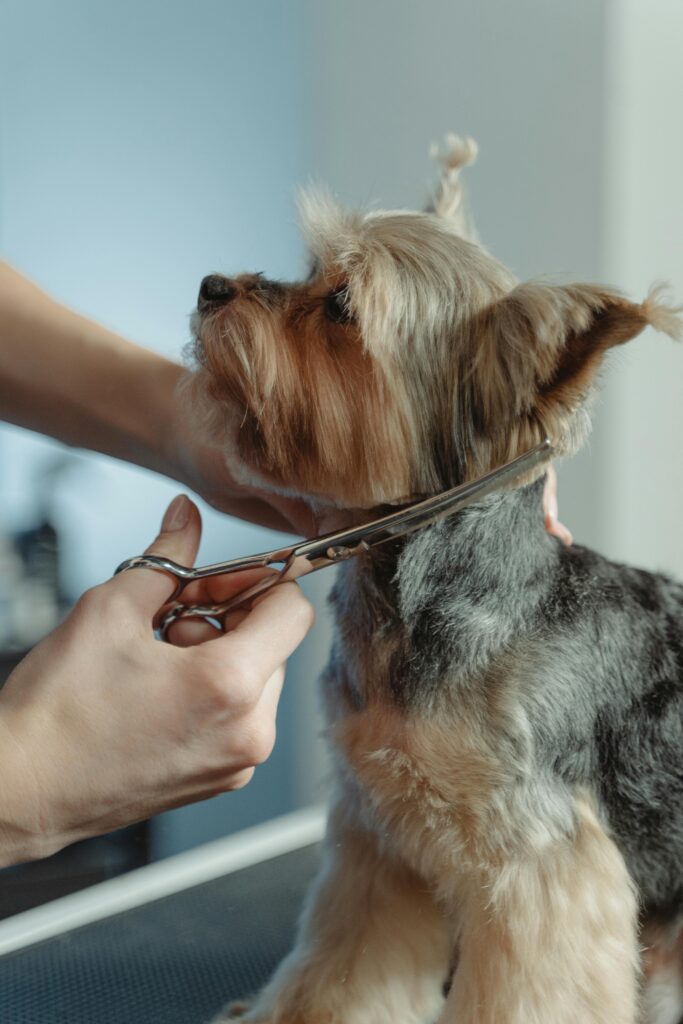 Groomer trimming a small dog inside Express Mobile Pet Grooming van