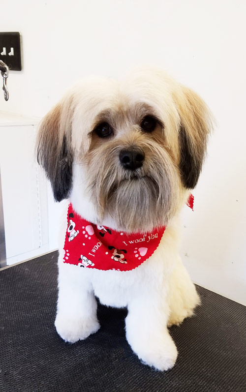 Groomed dog featured by Fairy Tails Mobile Grooming