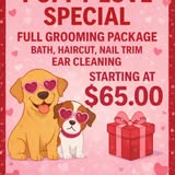 Another pet grooming result from Fairy Tails Pet Spa