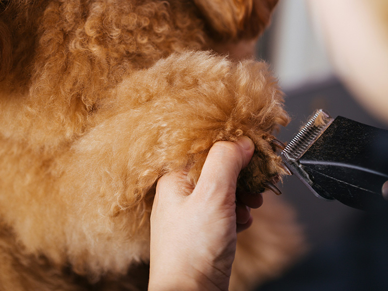 Fancy Fur Mobile Grooming