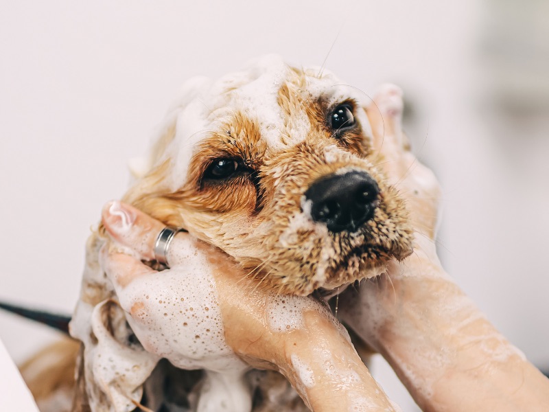 Fancy Fur baths service image