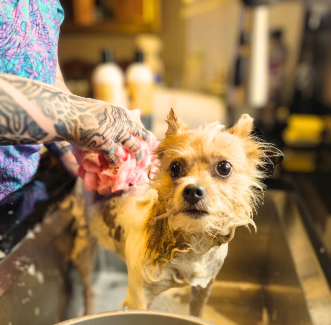 Dog receiving a bath from Fang & Paw