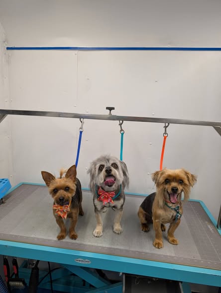 Freshly groomed dog from Fast & Furry Mobile Grooming