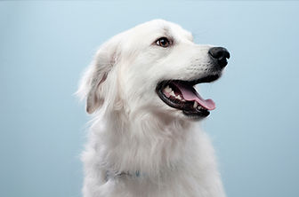 Portrait of a groomed dog from Fast N' Furriest Mobile Pet Grooming