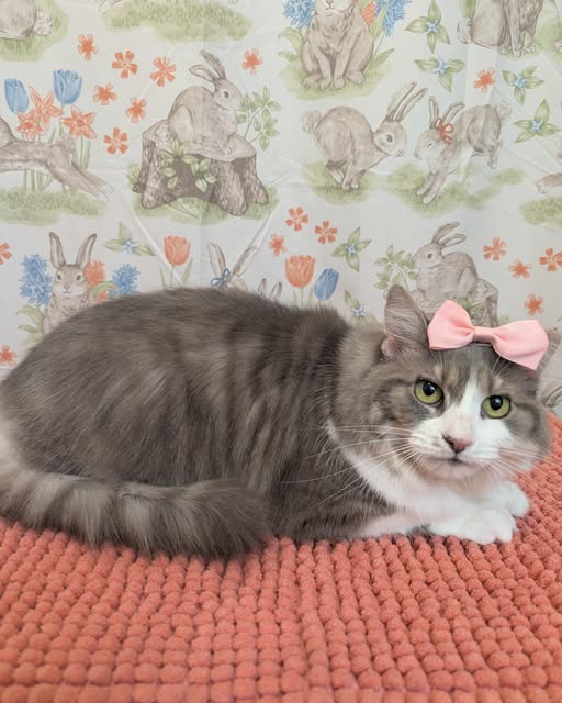 Groomed cat posted by Feline Purrty Grooming