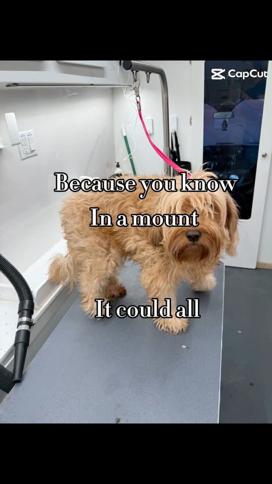 Public Fluff and Buff Spa and Salon grooming image