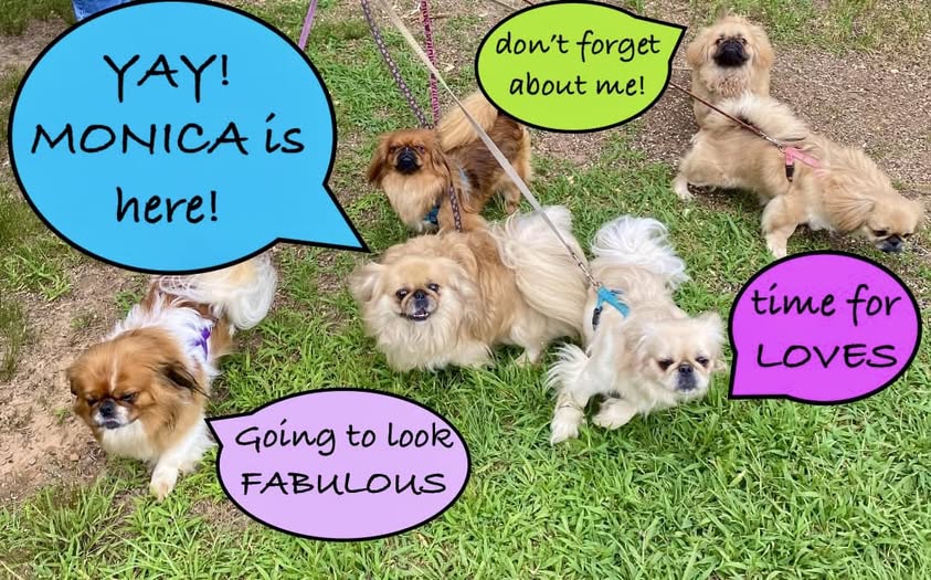 Fluff & Buff Mobile Pet Salon