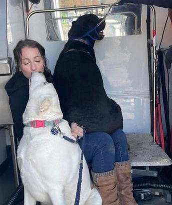 Fluffed Up branded mobile grooming image