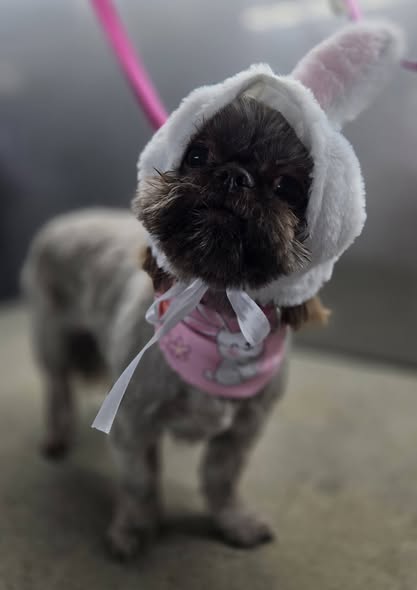 Additional groomed pet photo from Fluffin Around Mobile Dog Grooming