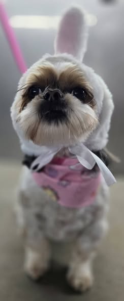 Another dog grooming result shared by Fluffin Around Mobile Dog Grooming