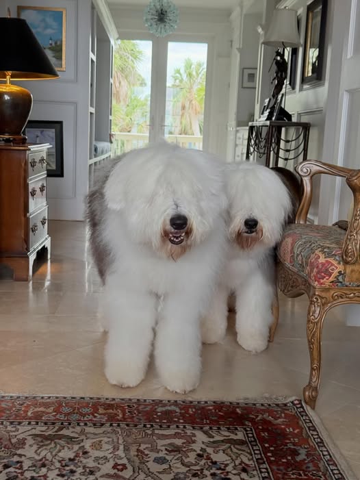 Fluffy Tails Mobile Grooming