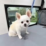 Fluffy Tails Mobile Grooming Facebook photo