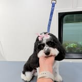 Fluffy Tails Mobile Grooming Facebook gallery image