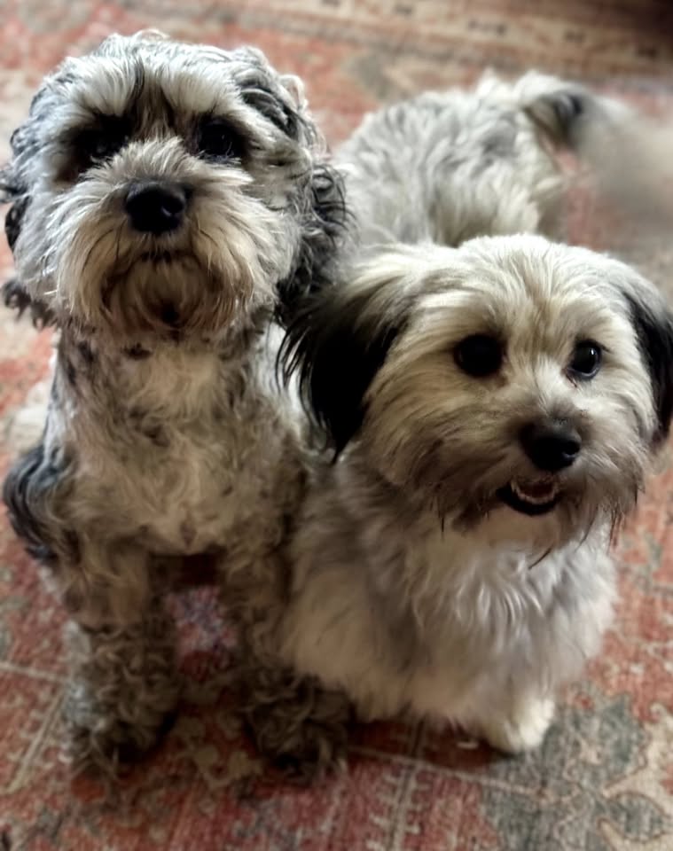 Four Paws Mobile Dog Grooming/Pet Sitting