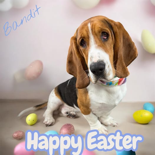 Fur-a-licious Mobile Pet Spa LLC