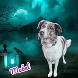 Pet grooming photo from Fur-a-licious Mobile Pet Spa LLC