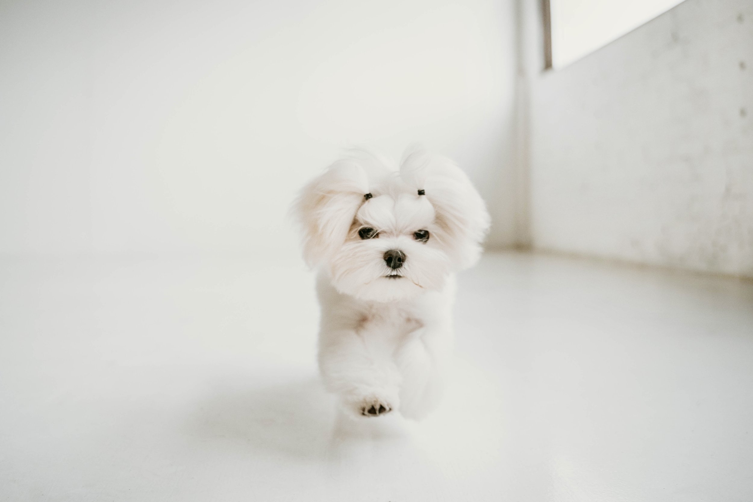 Fur Buffalo pet grooming image