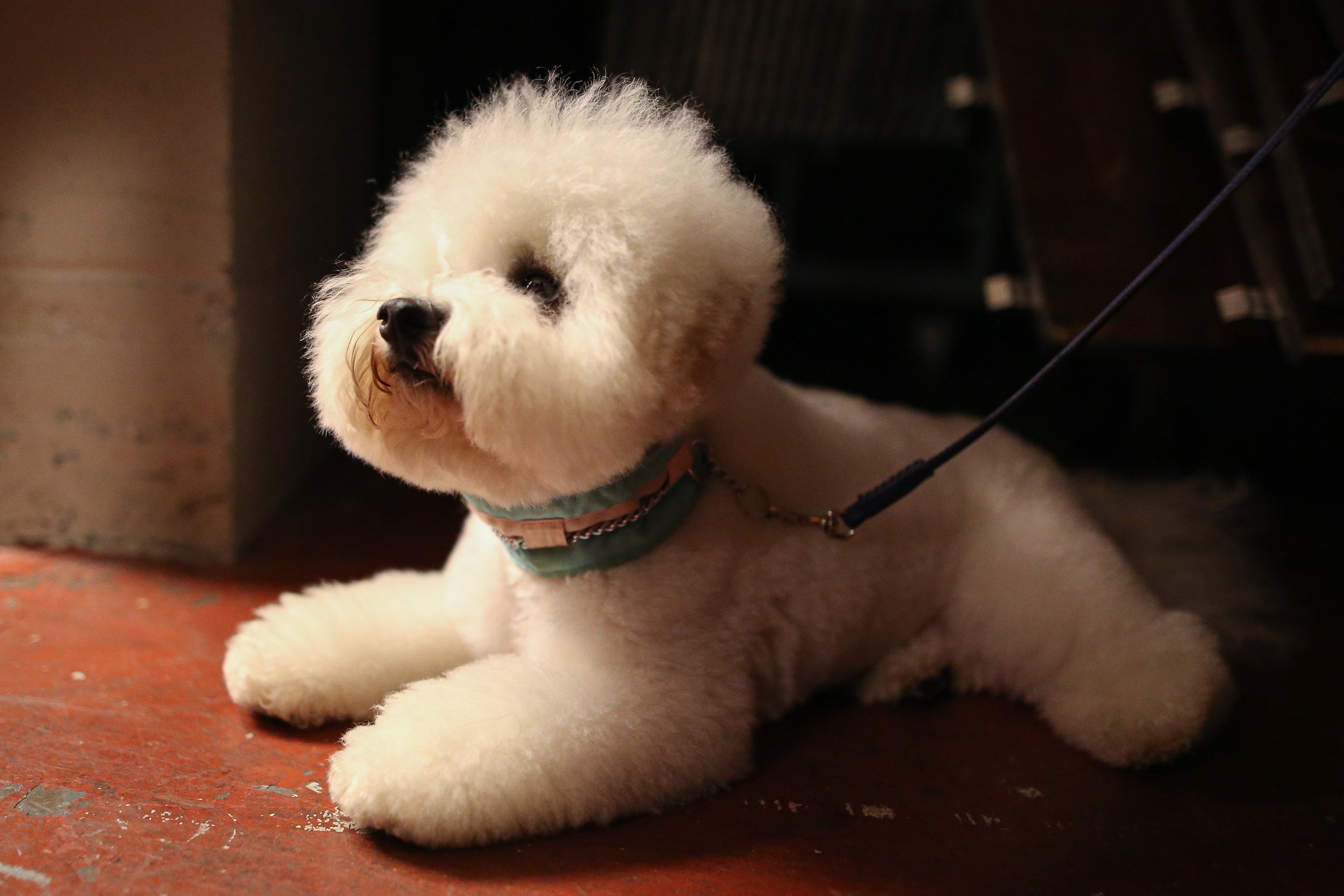 Fur Buffalo grooming work photo